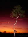 Crepúsculo en la sabana australiana