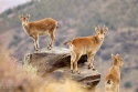 Cabra montés en Sierra Nevada