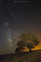Milky tree