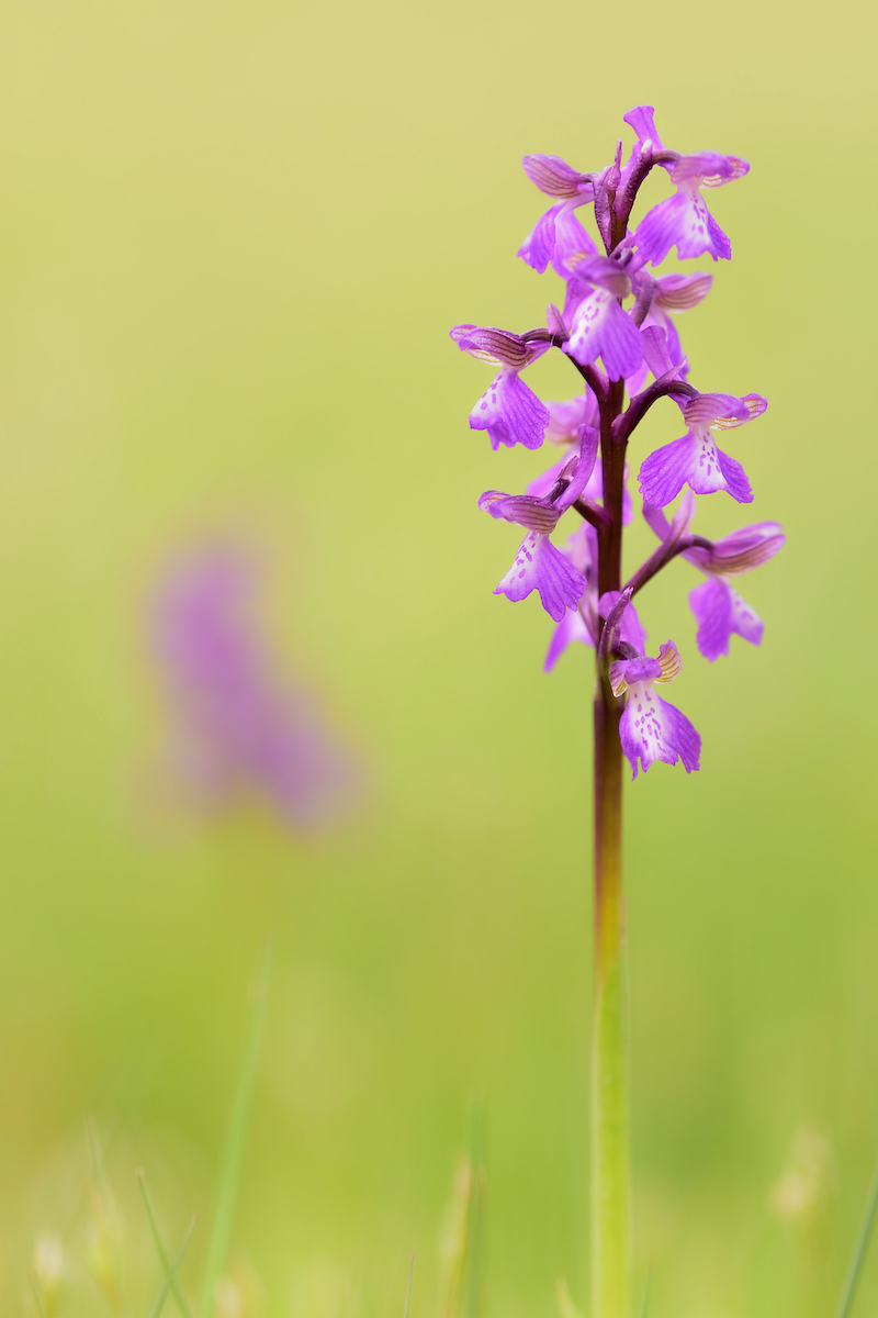 ORCHIS MASCULA