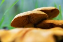 mushroom family growing in a European forest I