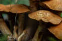 mushroom family growing in a European forest
