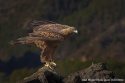 Aguila Real