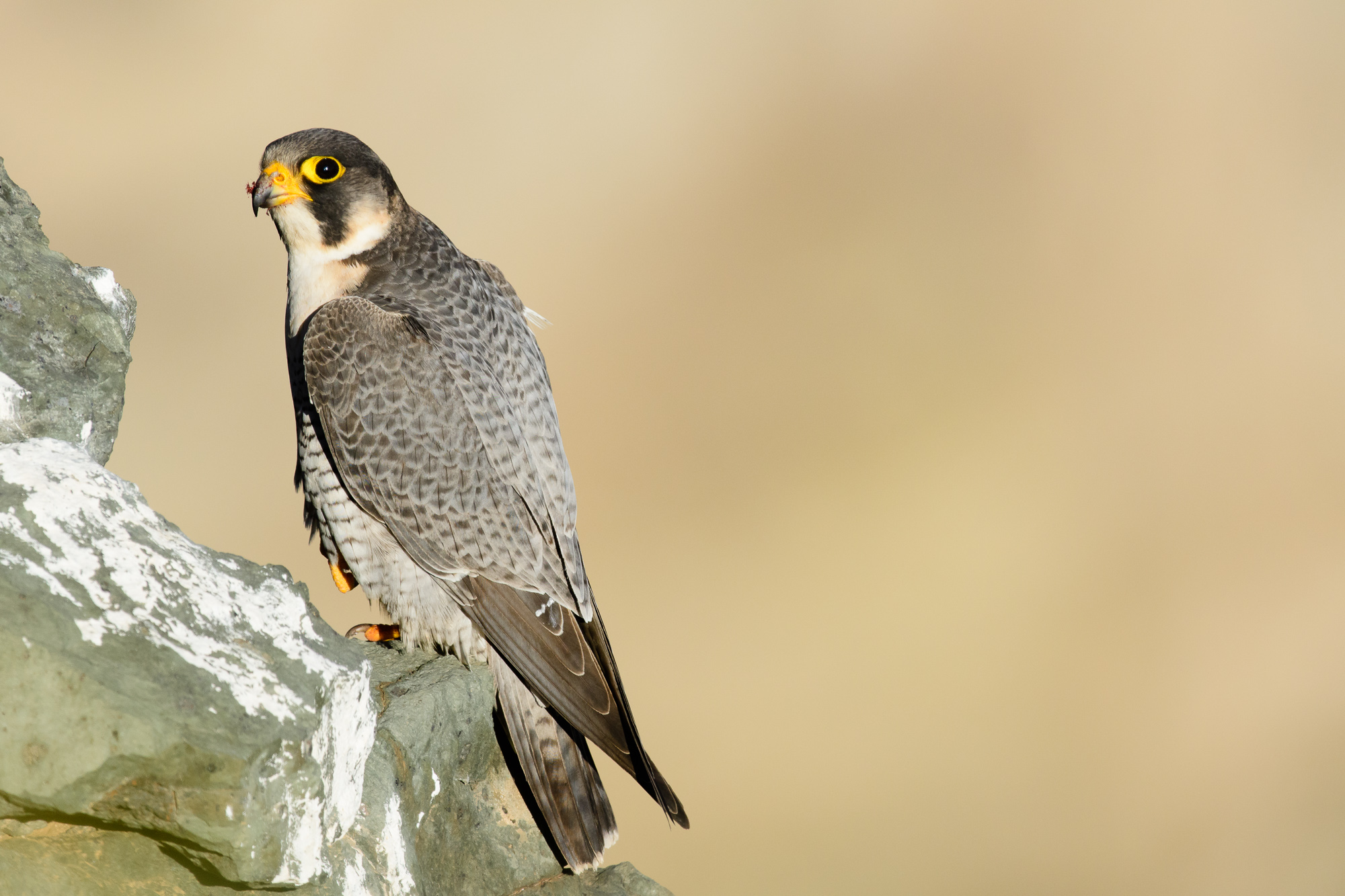 Halcón tagarote (Falco pelegrinoides).