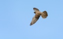 Halcón de Eleonor (Falco elenorae) fase melánica.