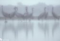 Misty Cranes