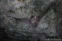 Murciélago de cueva