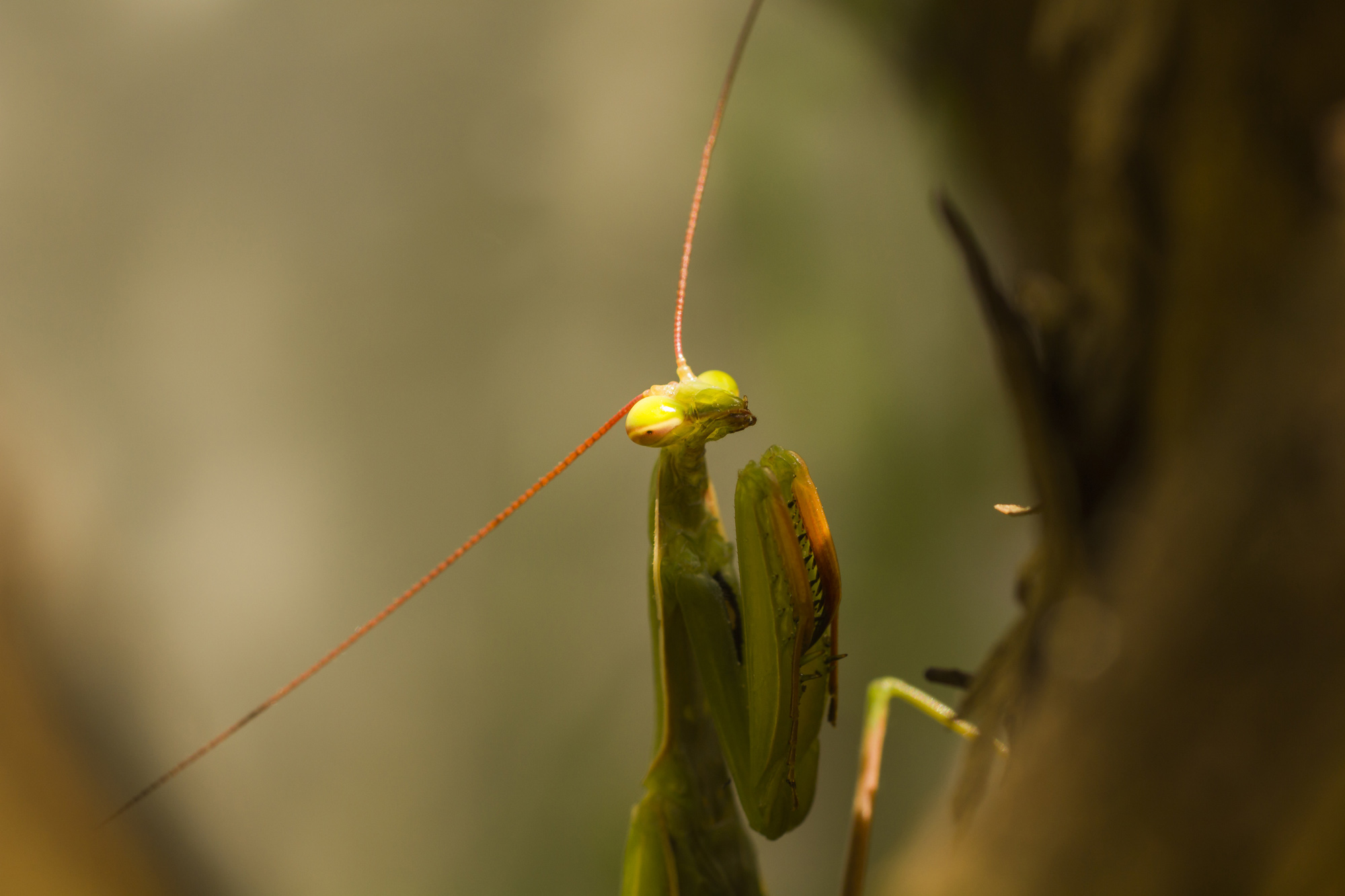 Un artista en mi jardin- Mantis religiosa
