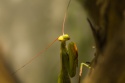 Un artista en mi jardin- Mantis religiosa