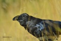 Cuervo - corvus ,corax