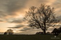 Lonely tree, Salisbury (UK)