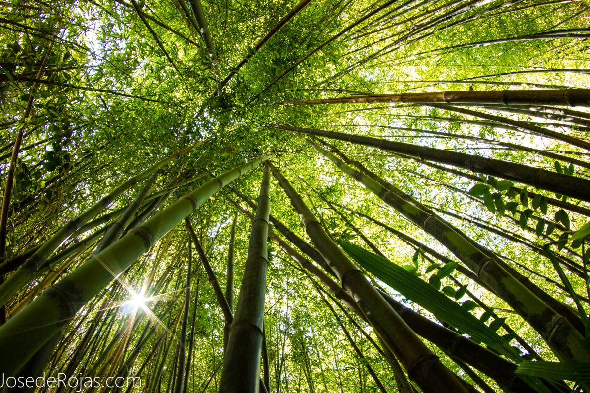 A pie del Bambú