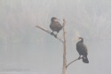 Cormoranes en la niebla