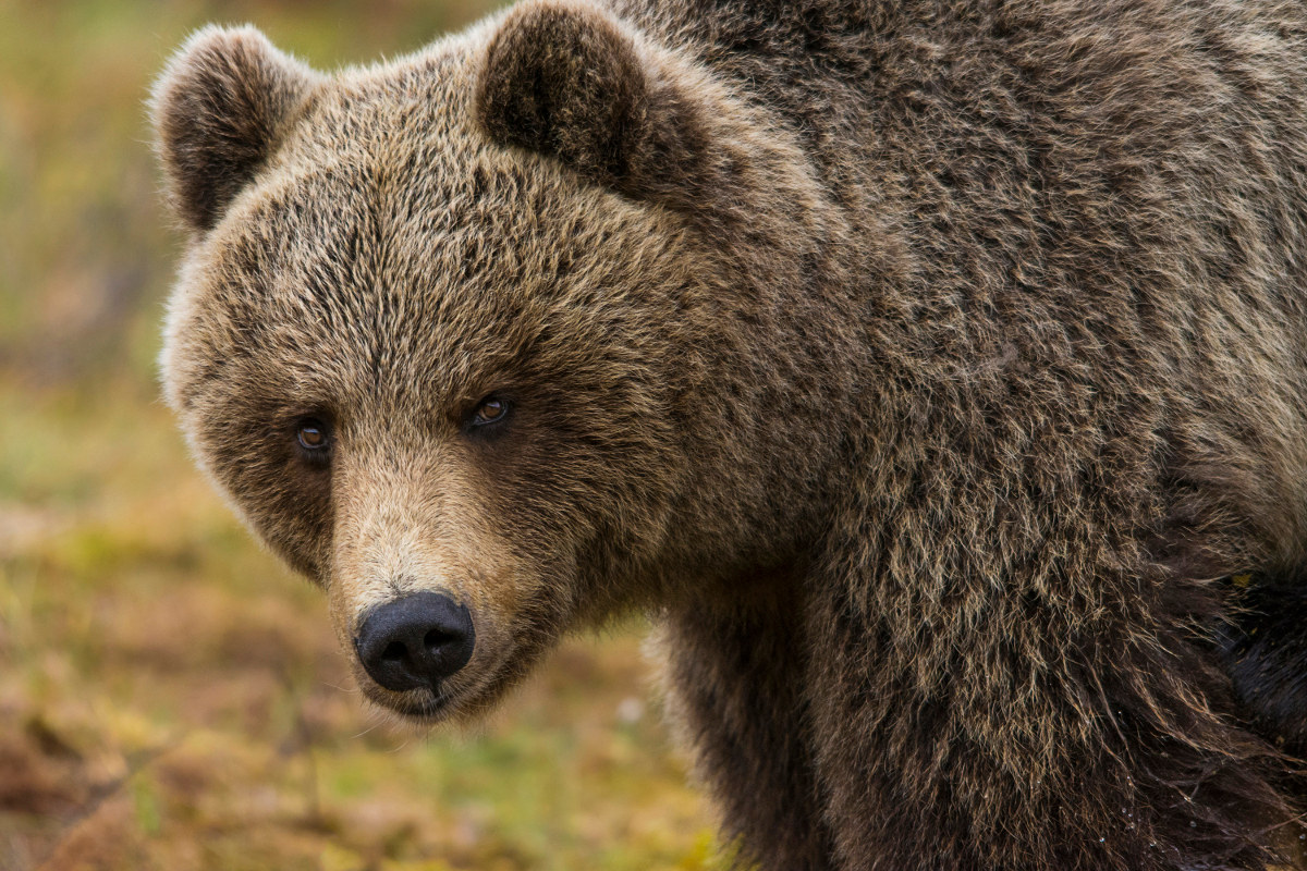 Brown Bear in Finland