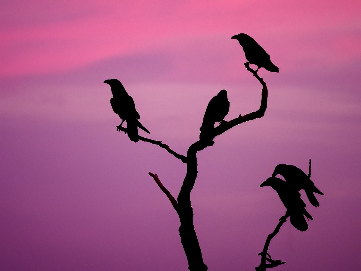 Cuervos sobre púrpura