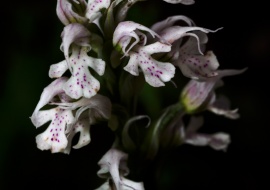 Orchis conica