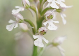 Orchis conica