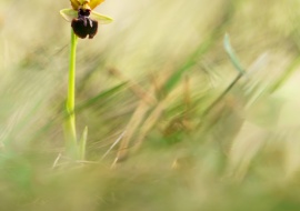 Ophrys passionis