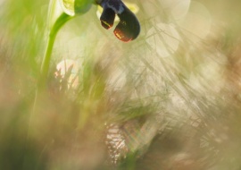 Ophrys dyris