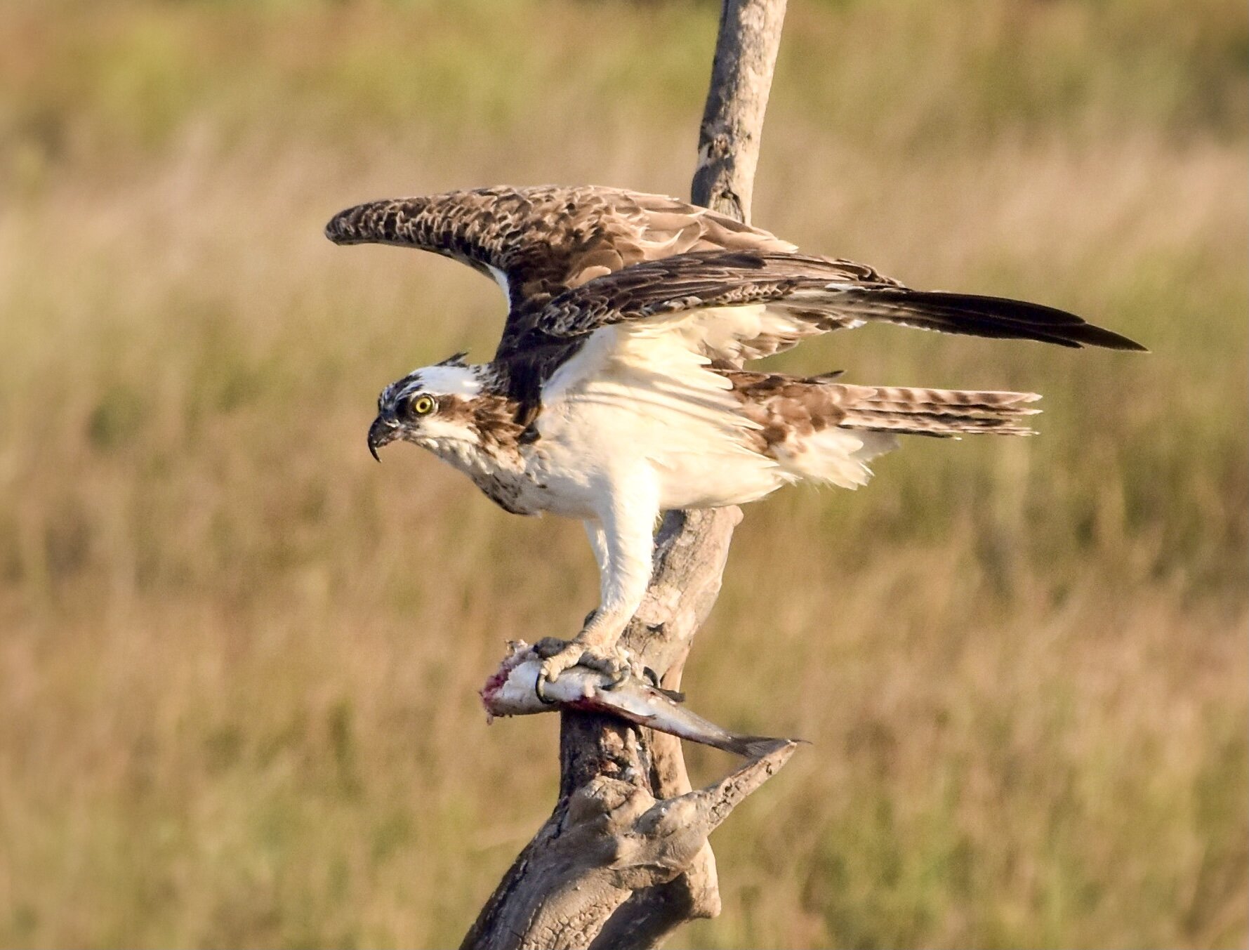 Águila Pescadora #osprey #pandionhaliaetus #mallorca