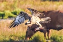 Águila Pescadora #osprey #pandionhaliaetus #mallorca