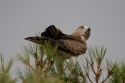 Águila en el pinar