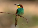 Merops Apiaster