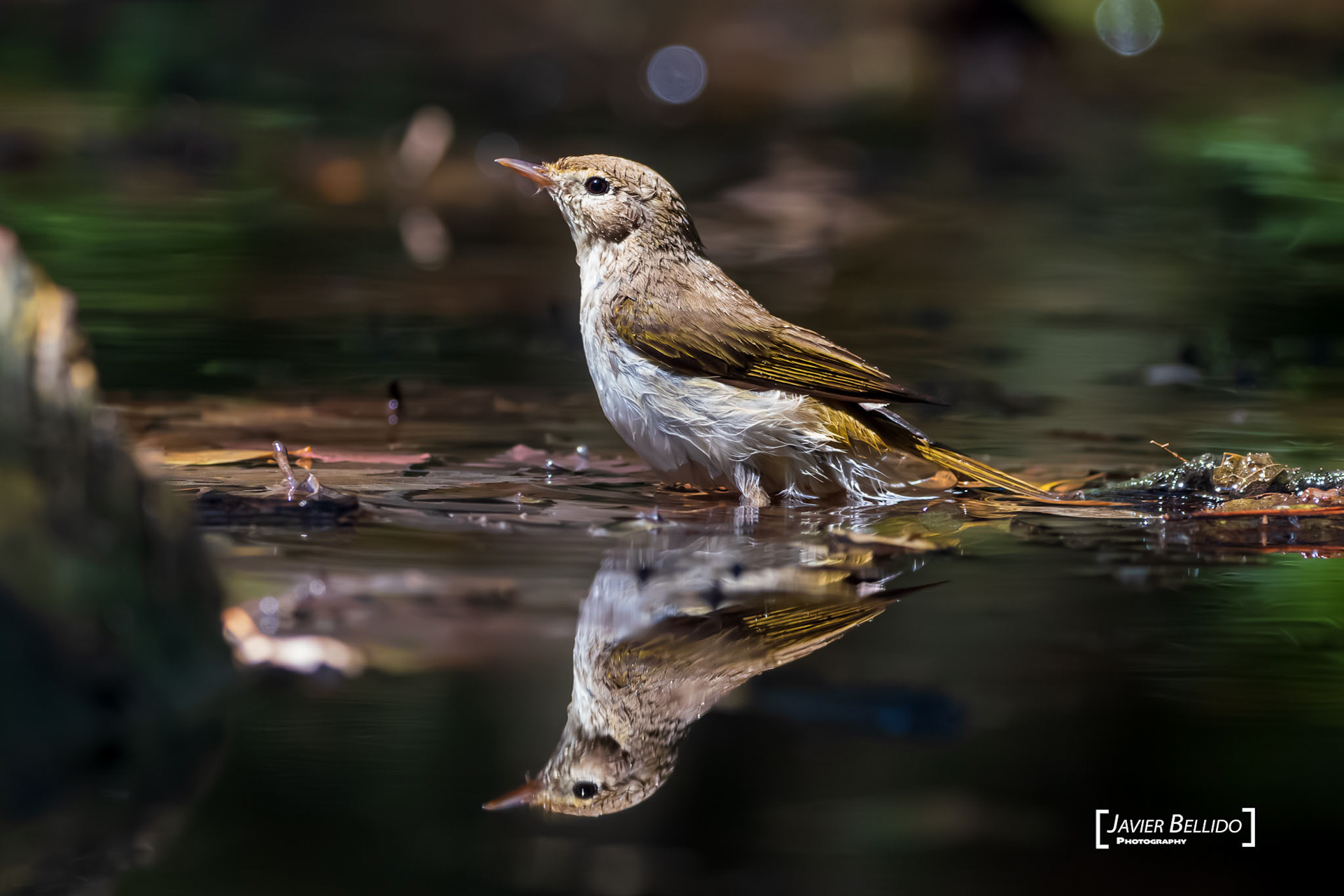 Reflejos