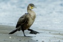 Cormorán grande / Great cormorant (Phalacrorax carbo)