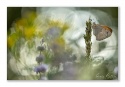 Coenonympha pamphilius