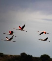 Flamencos en vuelo