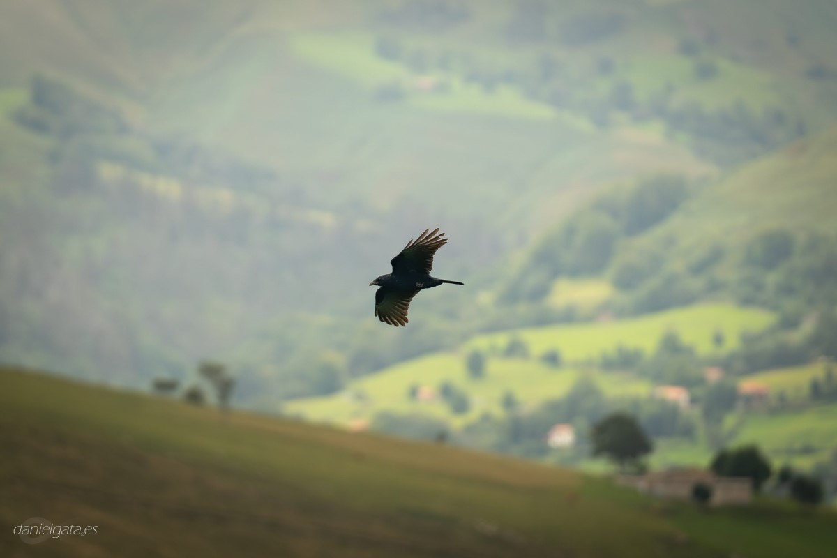 Corneja Negra