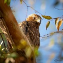 Águila Calzada