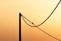 Cables y siluetas
