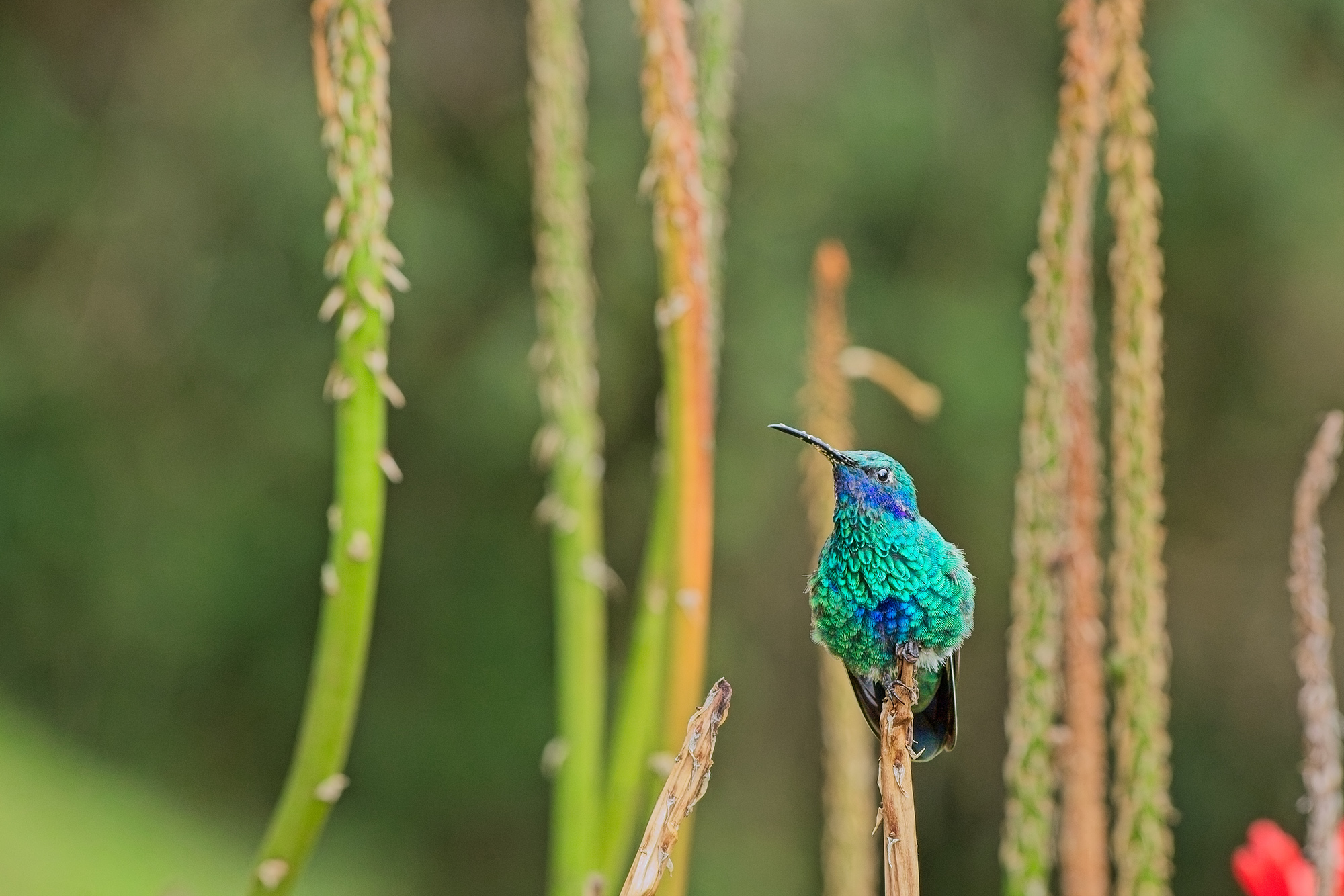 Colibrí posado