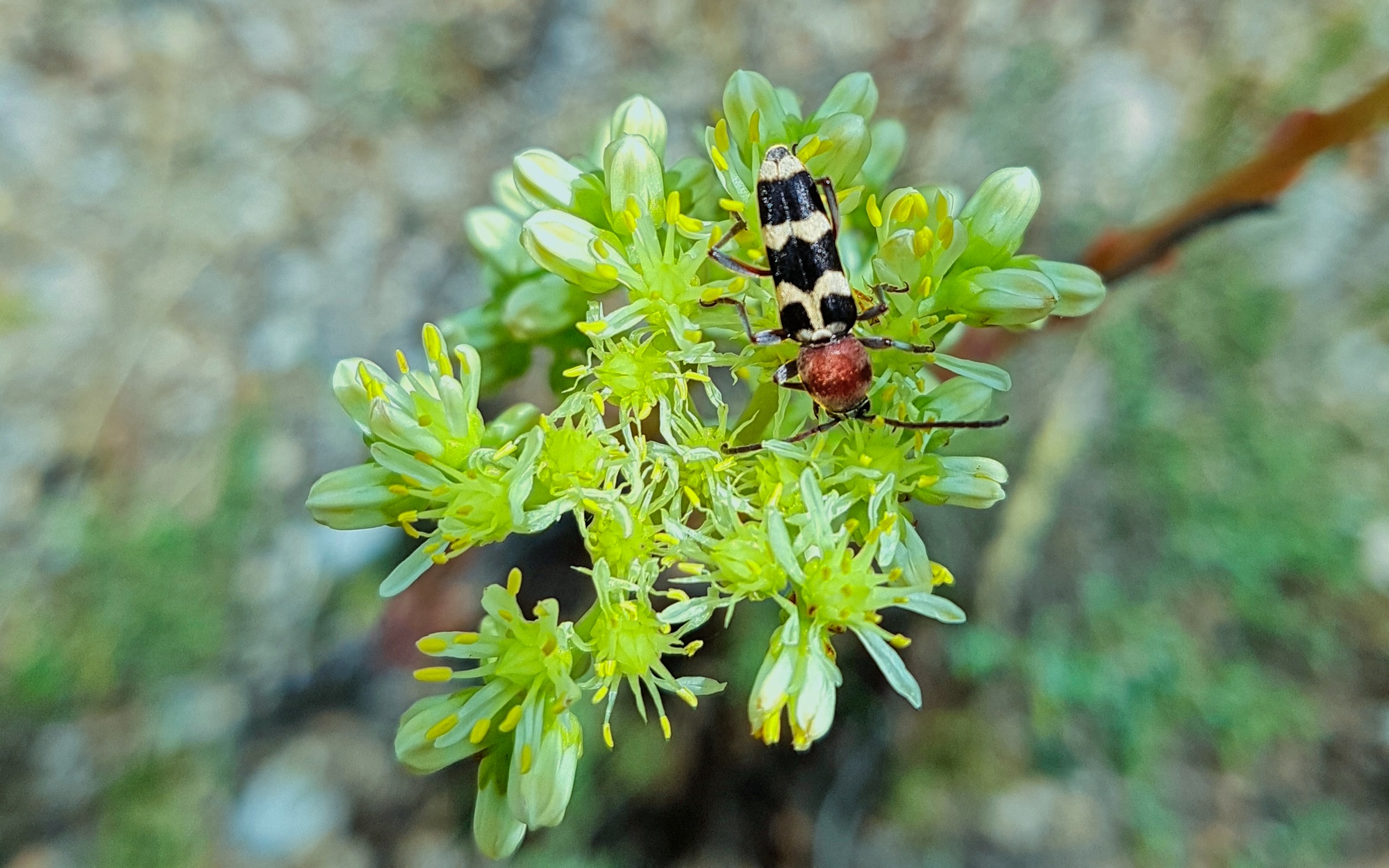 Chlorophorus trifasciatus