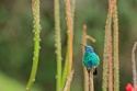 Colibrí posado