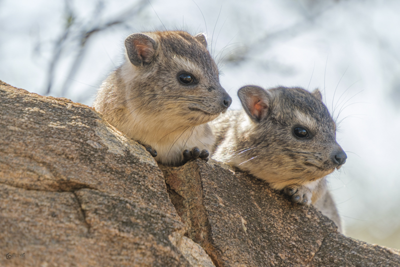 Guardianes de la roca