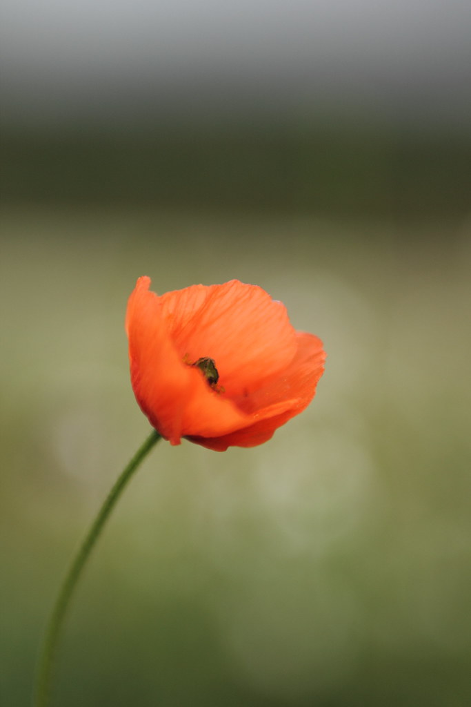 Amapola