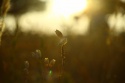 Puesta de sol