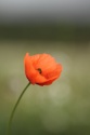 Amapola