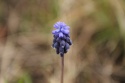 Soledad azul