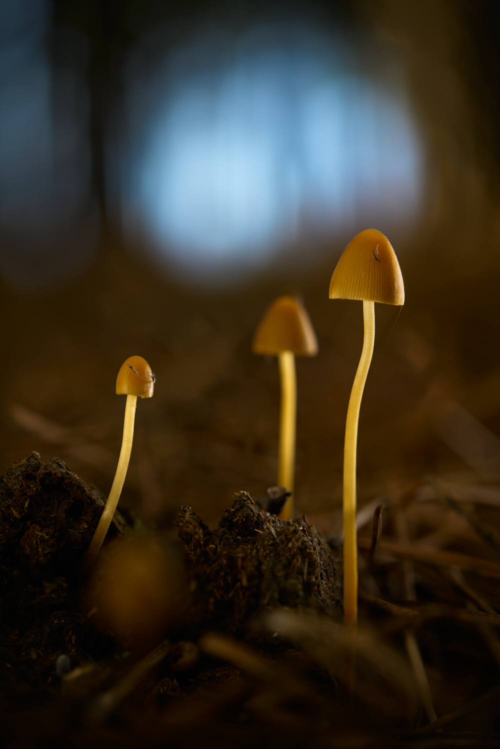 Diminutas en el bosque