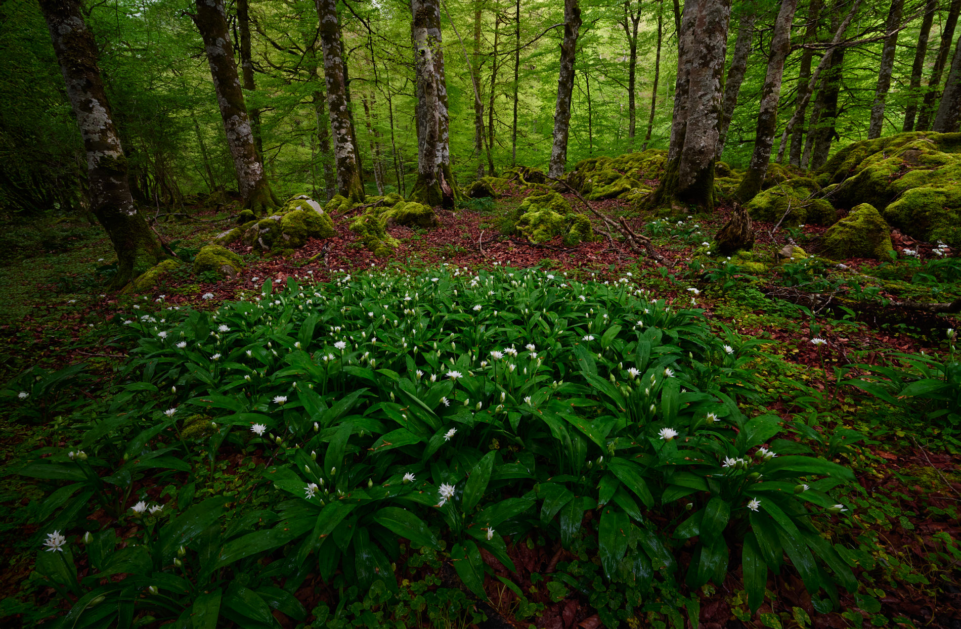Flores de ajo silvestre
