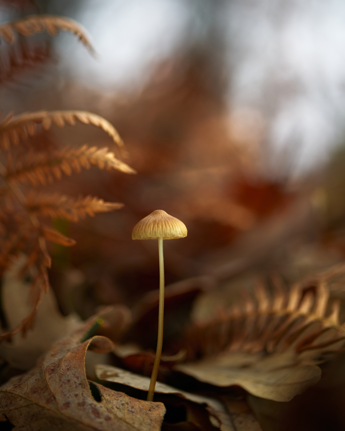 Solitaria en el bosque