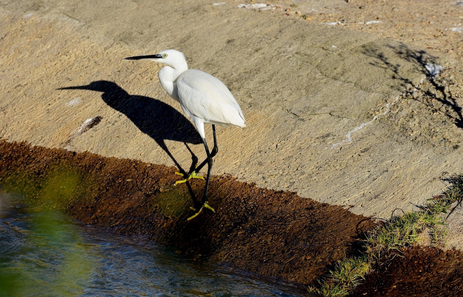 Garceta común (Egretta garzetta)