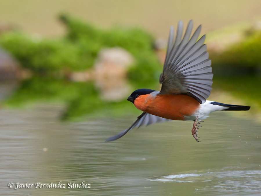 Camachuelo común al vuelo