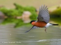 Camachuelo común al vuelo