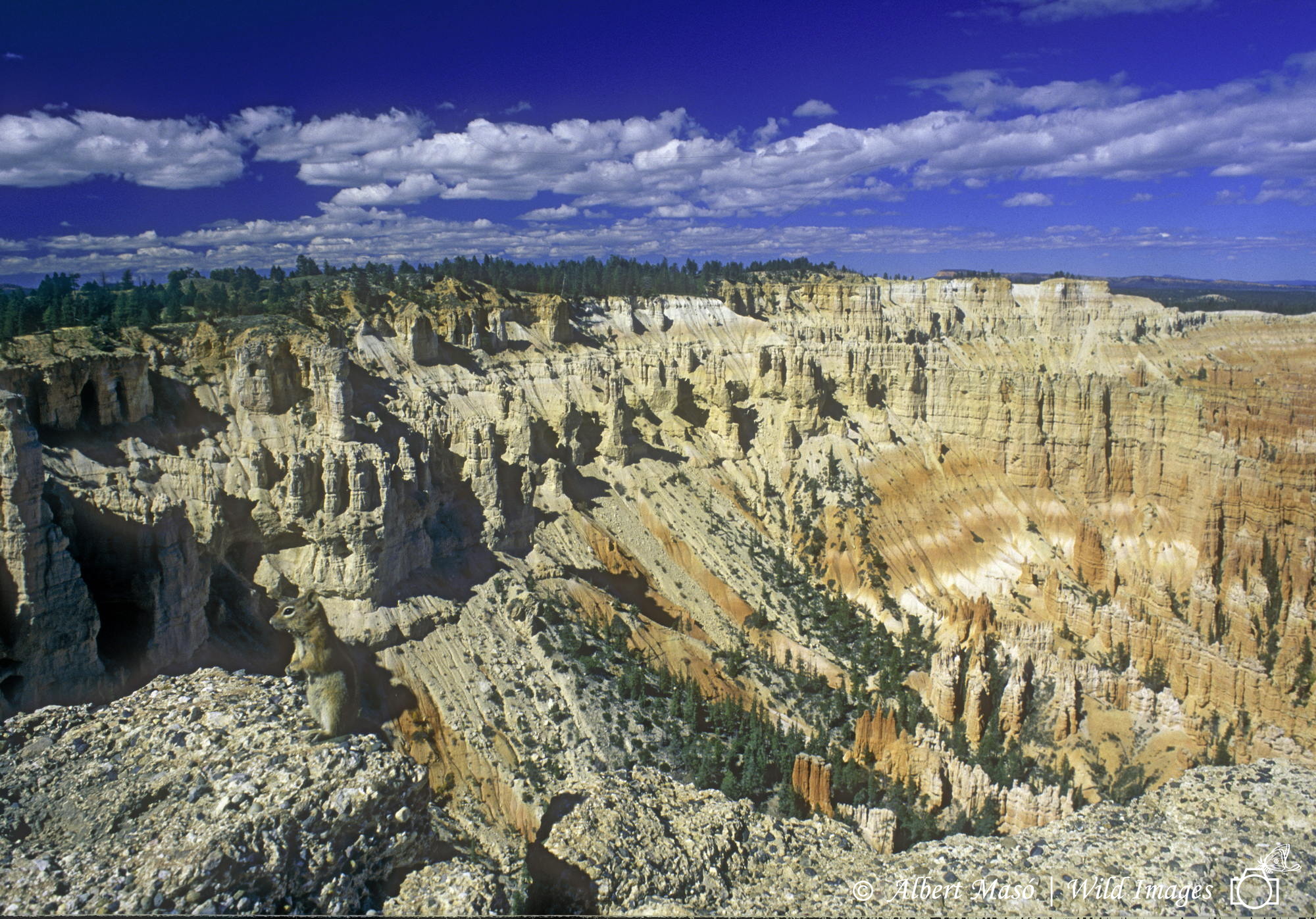 ARDILLA EN BRYCE CANYON