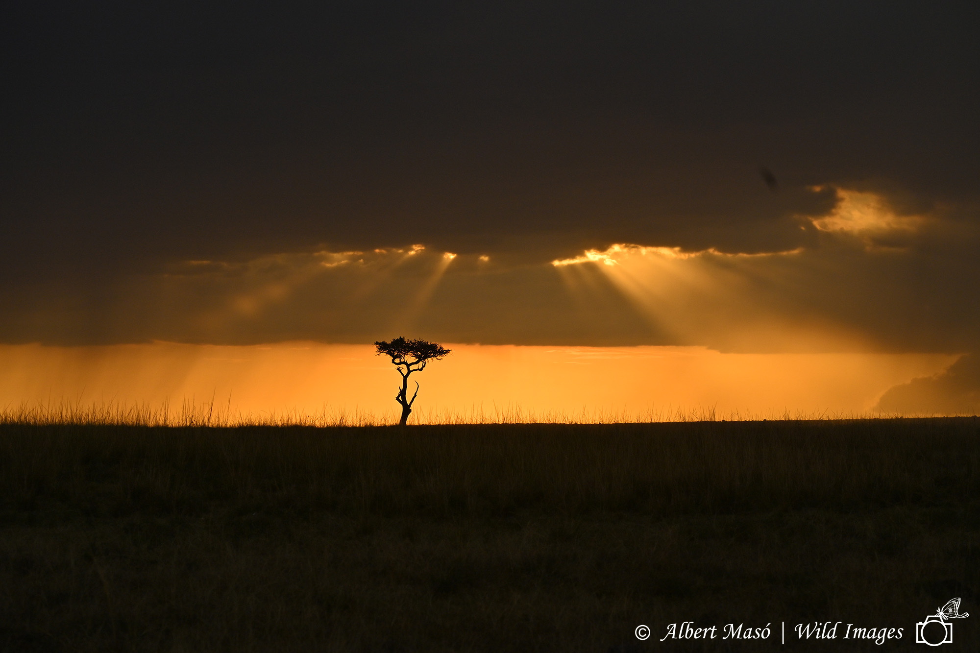 CREPÚSCULO EN MASAI MARA